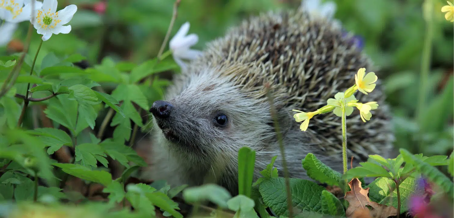 Igel